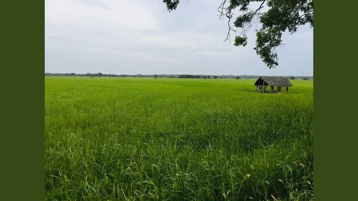 The Watch Hut at Midnight: Why Pel Kavi Were Sung to Elephants